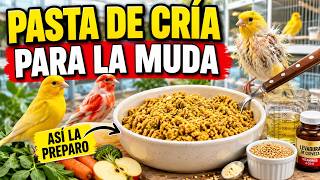 💥 Pasta de cría para la muda | Mi preparación