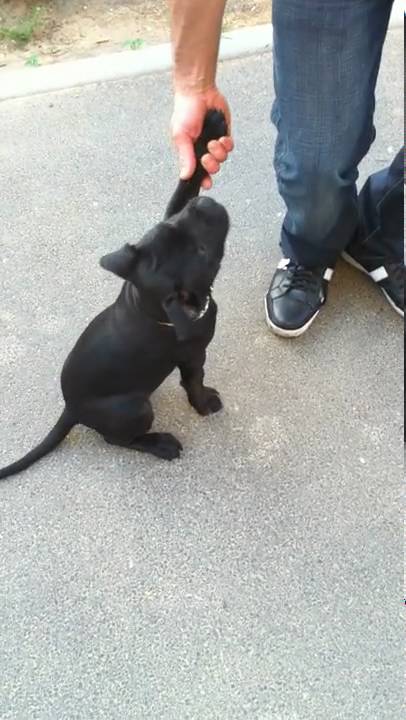 Tao Staffie 3 Mois Youtube