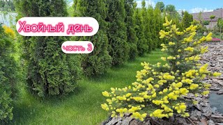 Прогулка по хвойному САДУ ! часть 3. 22.05.2026