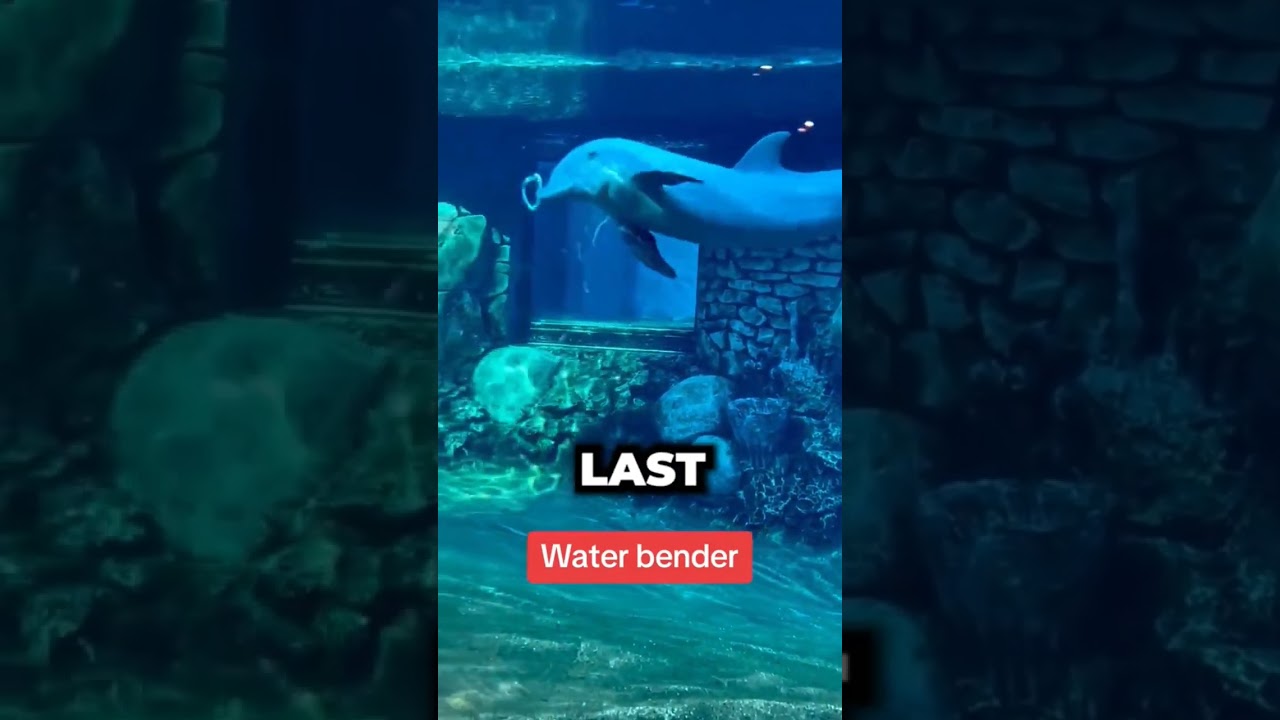 Dolphin has Some Insane Tricks 