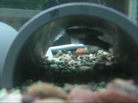 fathead minnows breeding like crazy! 