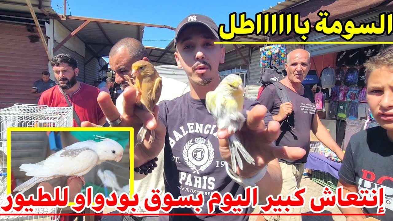 إنتعاش كبير اليوم بسوق بودواو للطيور الزينة و الكناري  بالنسبة للأسعار باطل يامواطن البيع مثل الجملة