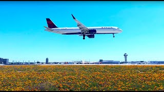 Springtime at LAX
#SuperBloom #Springtime #LAX Springtime at LAX
