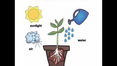 Std5-EVS-Ch3-Developmental Journey Of Seed-Part1