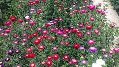 trồng hoa cúc magic ( cúc thúy, cúc đất, bảy màu, nắp ken, đà lạt) rất dễ để chuẩn tết.