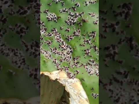 عاجل واخيرا عتور على الدواء لمعالجة نبتت الصبار واحيئه        