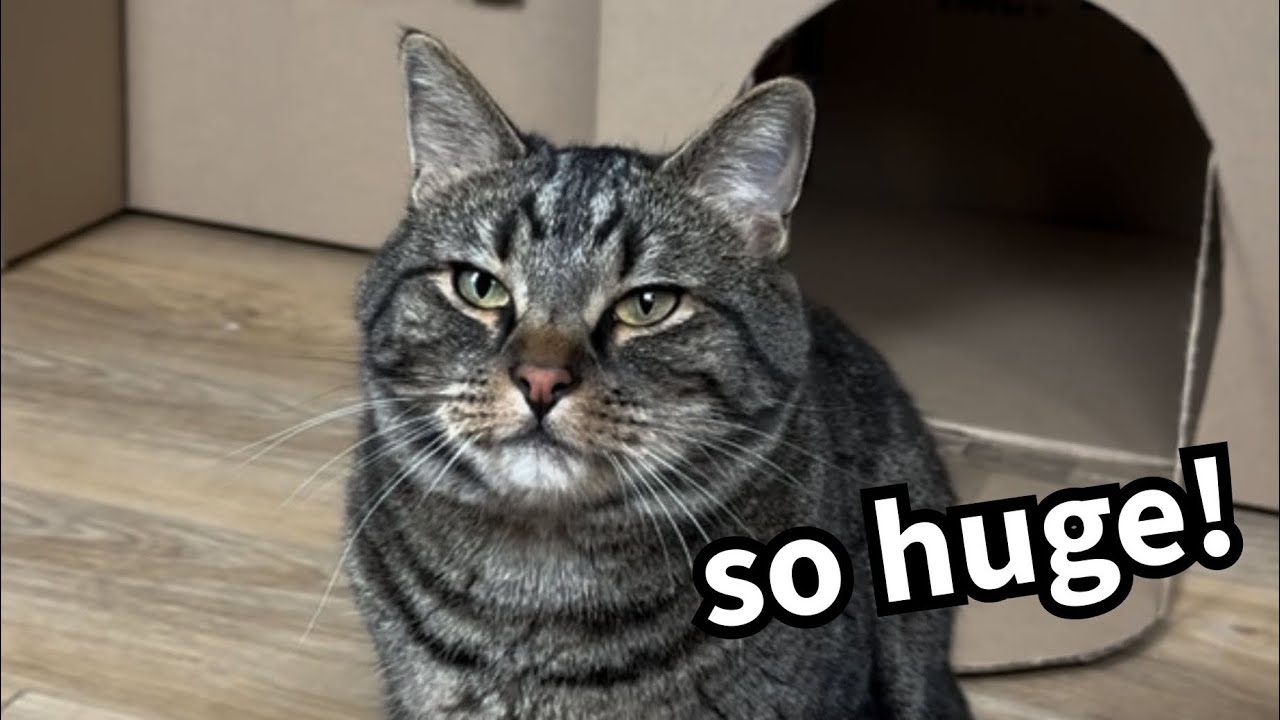 I Built My Cats A MASSIVE Cardboard Castle 