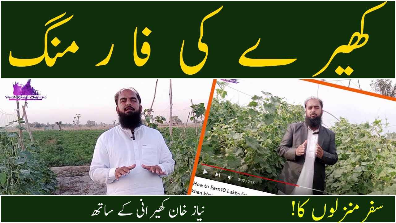 cucumber farming in Pakistan/India cucumber farming in summer/winter  cucumber farming profit