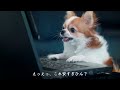 スマホ大特価セール「犬もびっくり」篇 _2023年12月