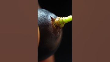 Grape Close Up (MACRO shooting) #asmr #satisfying #fruit #closeup #macro