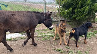 Yeni Gelen Alman Kurdu Rottweiler Marla’ya Göz Dikti Saman Balyası Aldım