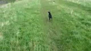 Alfie Patterdale Terrier