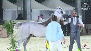 N 223 SONDOS ALQASMIAH   The 12th Local Breed Championship for Arabian Horses 2023   Yearling Fillie