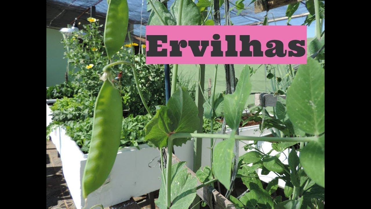 Incrível! Colhendo ERVILHA em casa - HORTA DO DITIAN - YouTube