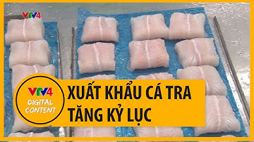 Xuất khẩu cá tra tăng kỷ lục | VTV4