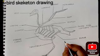 How to Draw Bird Skeleton Structure | Easy Zoology Diagram for Students