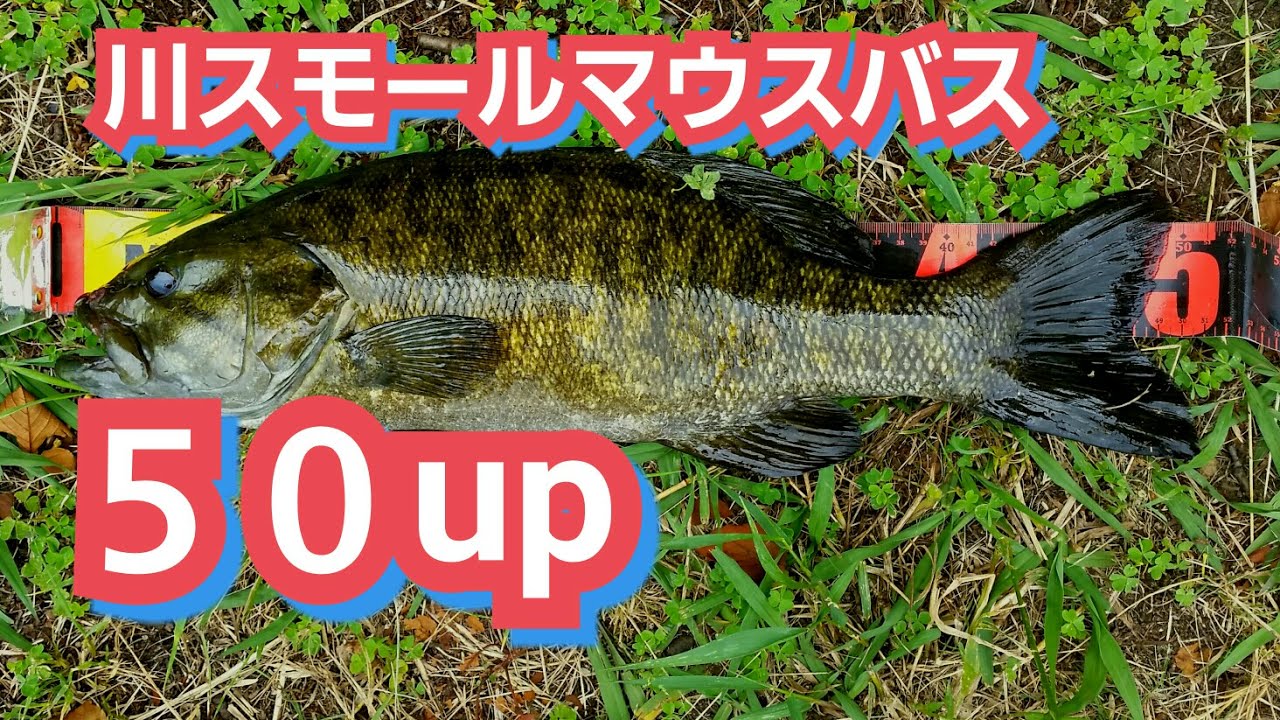 yasu 50アップ！ブラックバス釣り2017年6月BIG BASS FISHING利根川水系