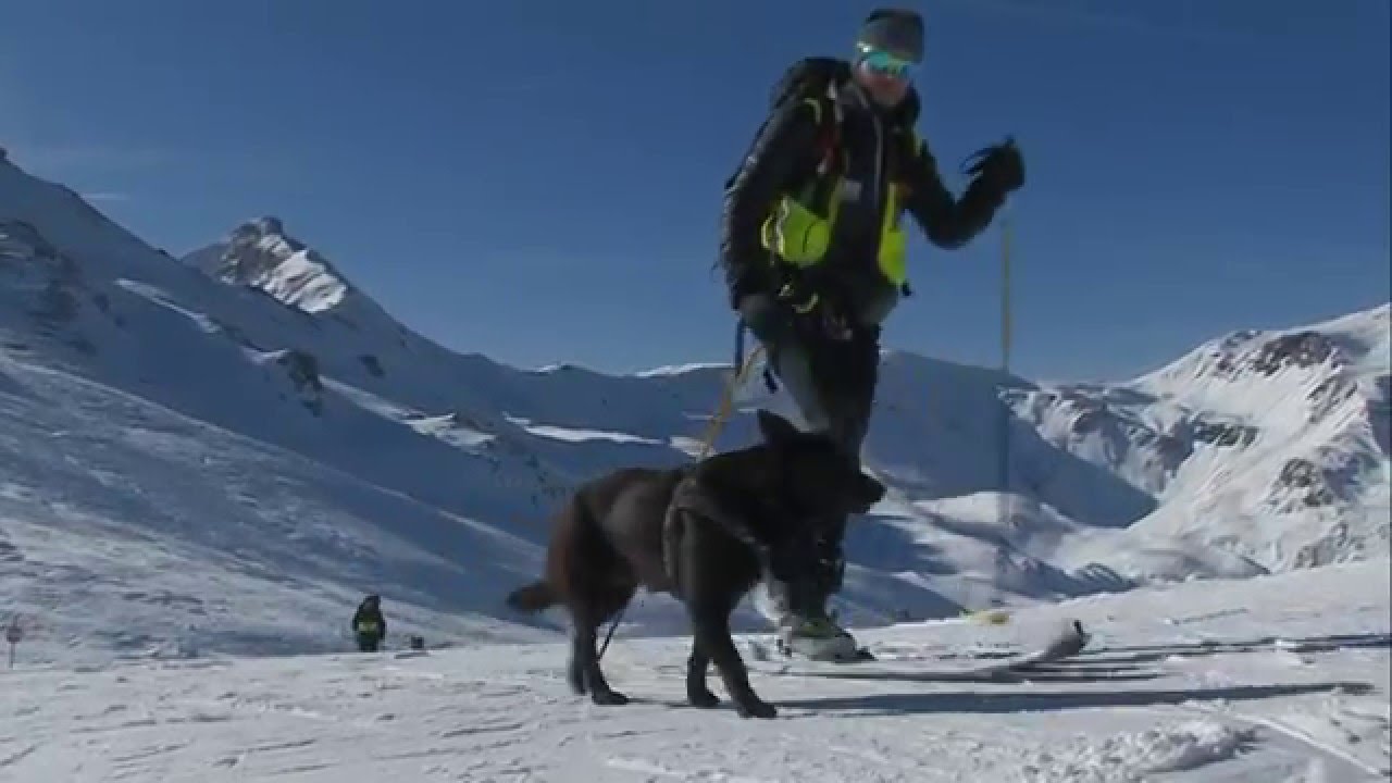 Alpine Rescue Dogs Training YouTube