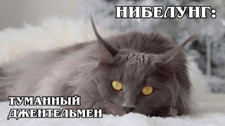Nebelung: a relative of the russian blue cat | interesting facts about cats and animals | cat breeds