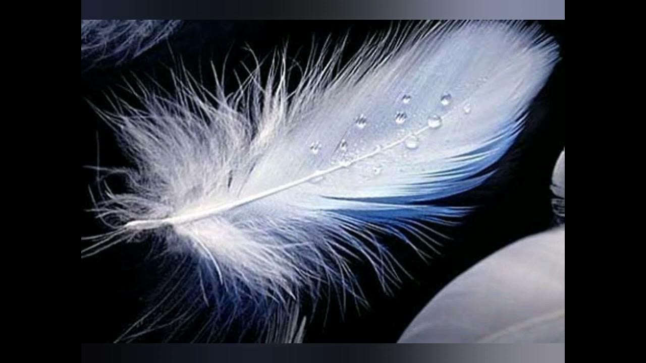 Что значит белое перо. Перья птиц. Красивое перо. Птичье перо. Перо белого голубя