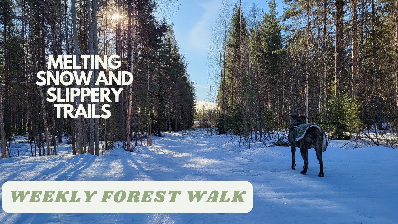 #1 Weekly forest walk with dog Ushi. Melting snow and slippery hills and trails. Spring is coming!