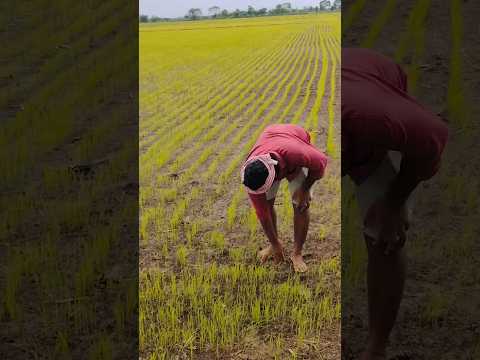 Proud of him🫂.... ✨#shorts #ytshorts #trending #telugu #farming #farmer #green