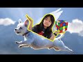 Should Dogs Be Able To FLY? | QnA 11