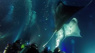 Giant Manta Rays Dance In Front Of Divers
