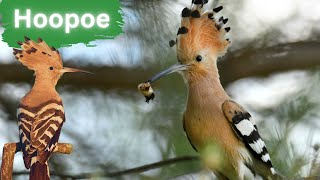 The Hoopoe - As Striking As It is Mysterious by Lord of Animals 489 views 8 months ago 3 minutes, 15 seconds