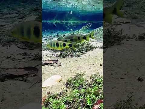 Brazil underwater - Rio Tapajós