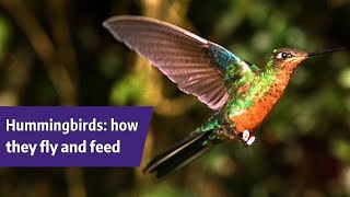 How hummingbirds fly and feed with UW&#39;s Alejandro Rico-Guevara