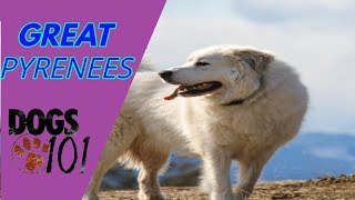 Dog 101- Great Pyrenees Dogs 101 Great Pyrenees