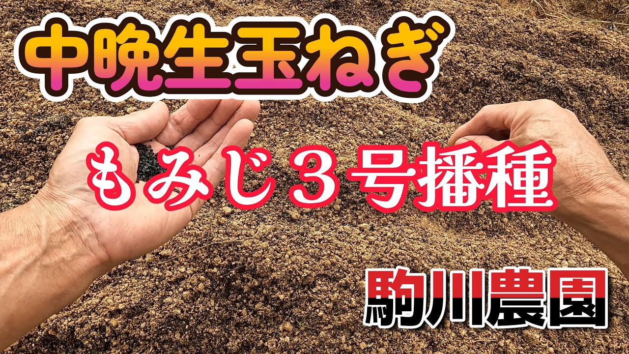 中晩生玉ねぎ もみじ3号播種 駒川農園 25.9.28 - YouTube