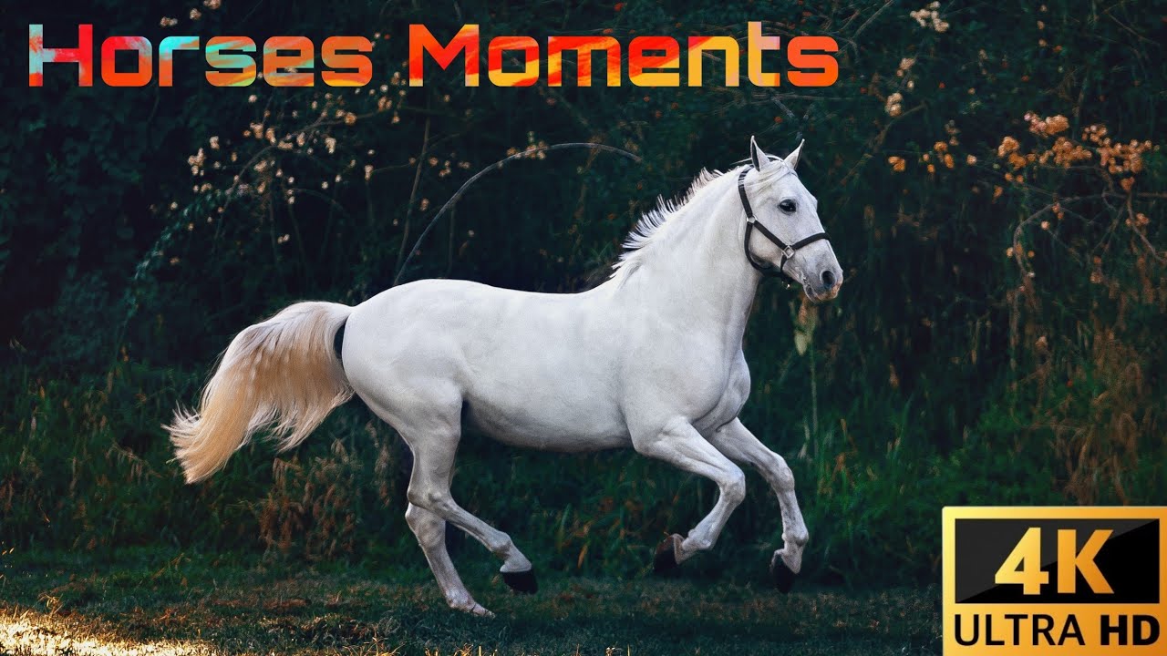 Unleashing the Majestic Spirit: Journey into the World of Horses