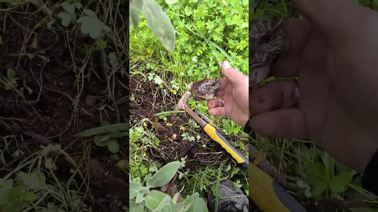 RACER 2 / ΠΑΛΜΙΚΌ ΔΊΣΚΟΣ 🌍