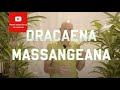Dracaena Massangeana - Corn Plant