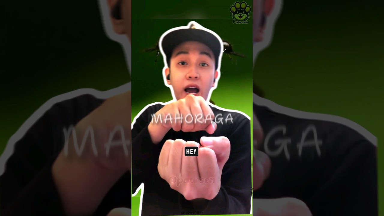 Бразильский горбатый: настоящий король проклятых головных уборов! 👑🐛🤯 