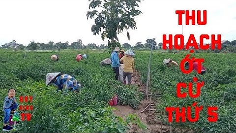 THU HOẠCH ỚT CỬ THỨ  5 CỦA ANH CHIẾN Ở CỒN CHÂU MA