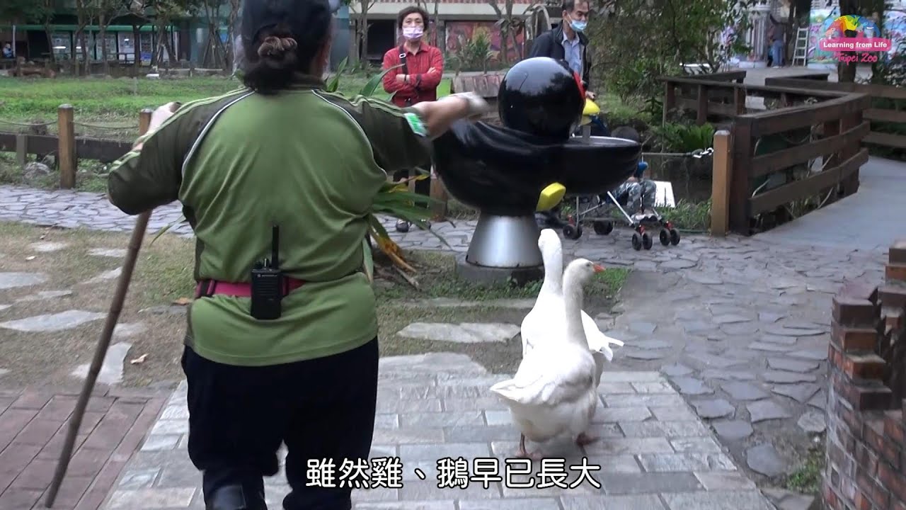 【有片】動物小雞只認保育員麻麻 跟前跟後黏緊緊 YouTube player
