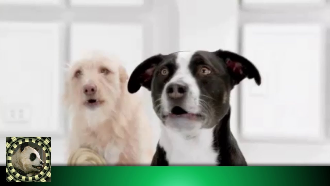 adsl tv Canine Choir have the force