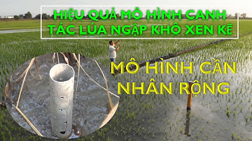 Hiệu quả mô hình canh tác lúa ngập khô xen kẽ - nông dân cần ứng dụng