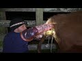 Polled herefords:  Pulling a big bull calf from a first time heifer