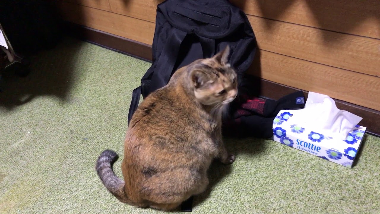 100以上 猫 甲状腺機能亢進症 鳴き声