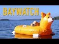 BEACH RESCUE - Topi the Corgi