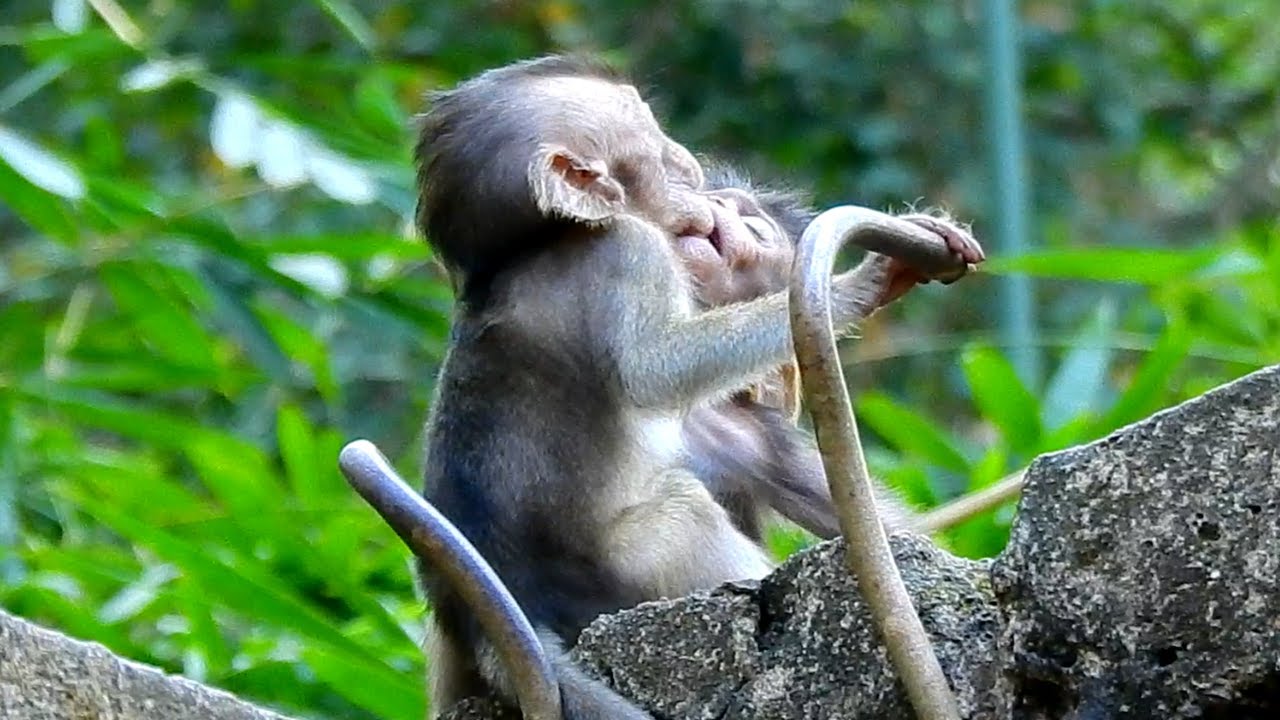 So cute adorable babies monkey hugs and feeling so scare like that, Baby screaming for help from..