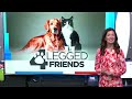 Four Legged Friends: Pumpkin