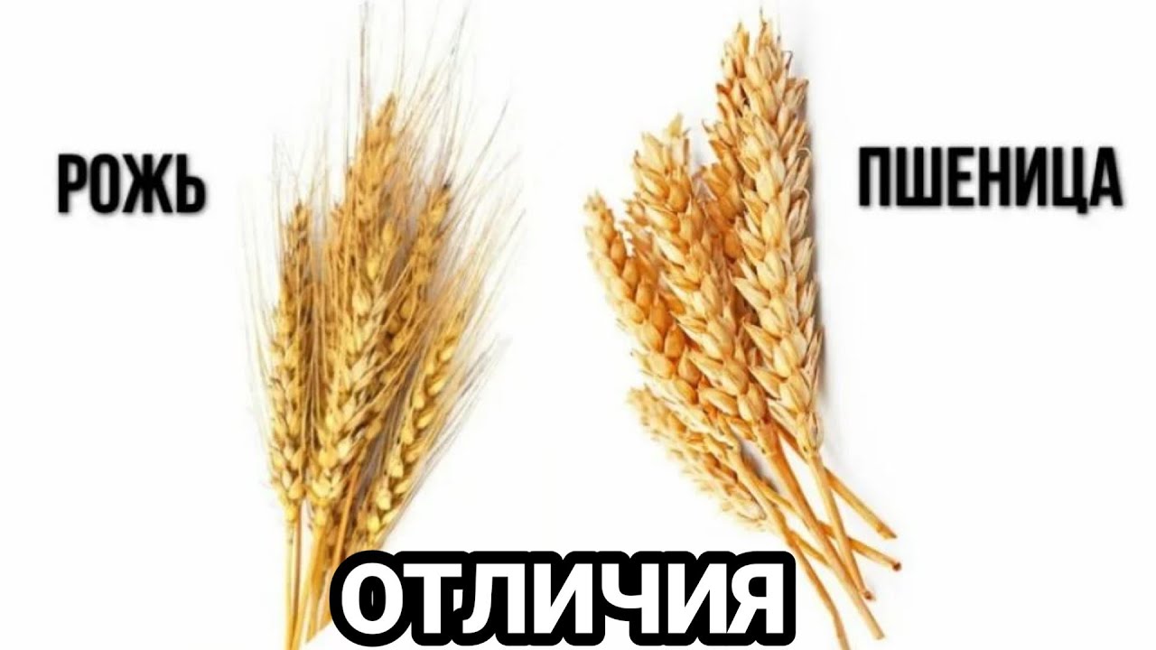 рожь и пшеница в чем разница