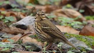 1061208花蓮布洛灣樹鷚(Anthus hodgsoni)1