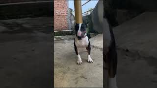 Anjing Bull Terrier