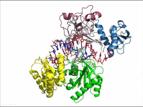 Vídeo: Los Datos De PAR-CLIP Indican Que La Terminación De La Transcripción Dependiente De Nrd1-Nab3 Regula La Expresión De Cientos De Genes Que Codifican Proteínas En Levaduras